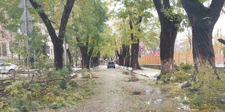 Извънредна зимна обстановка в Пловдив: Снеговалеж причини счупени клони и паднали дървета