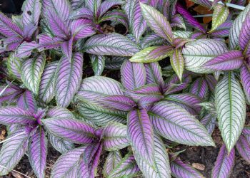 Цветето Мъката на художника (Tradescantia): Отглеждане и поверия