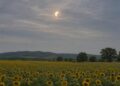 Частично слънчево затъмнение - сърп на Слънцето зад тънки облаци над поле със слънчогледи